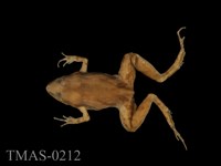 藏品(小雨蛙)的圖片